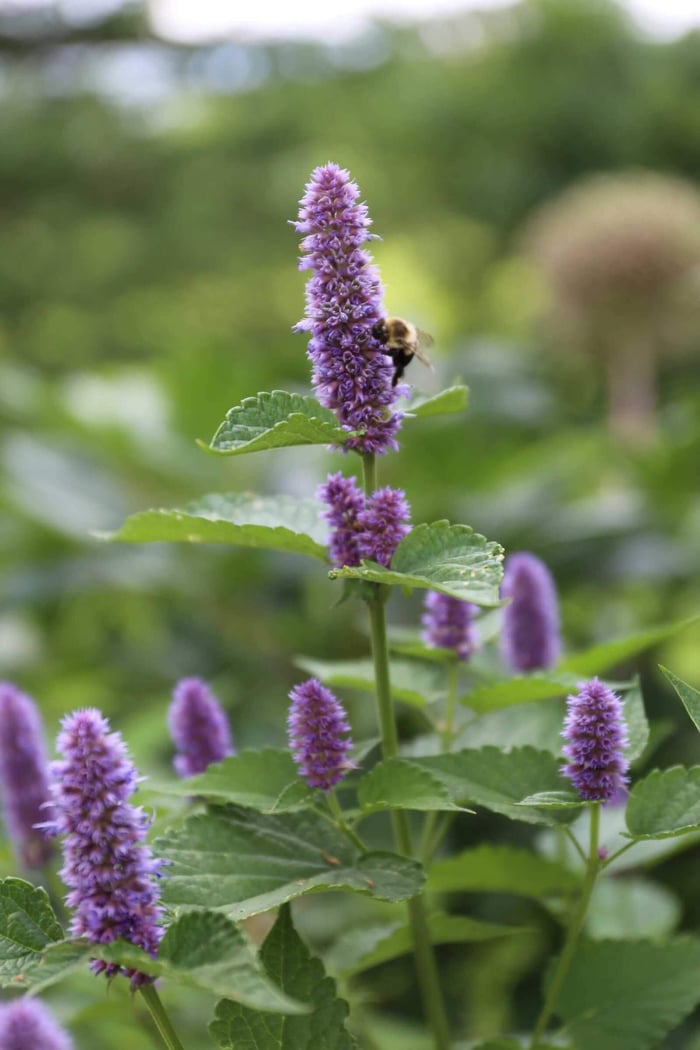Bee-Friendly Flower Styles - Longfield Gardens