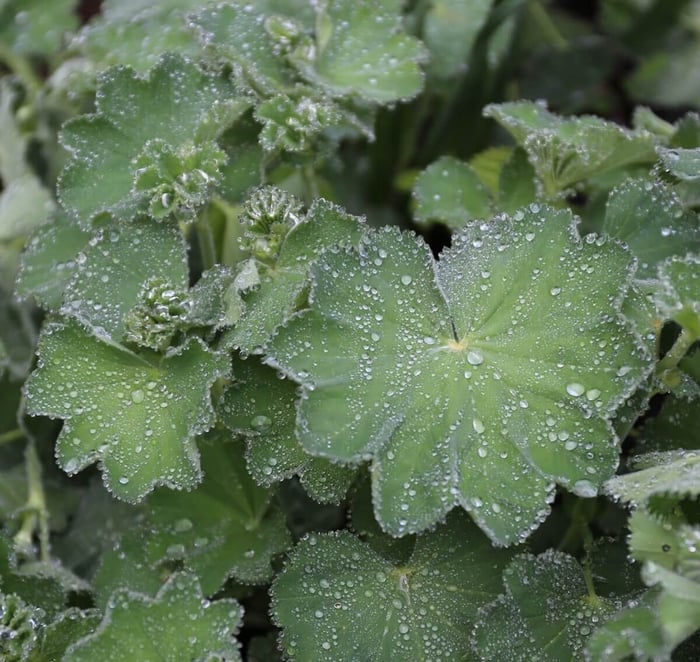 10 Easy Perennials for Shade - Longfield Gardens