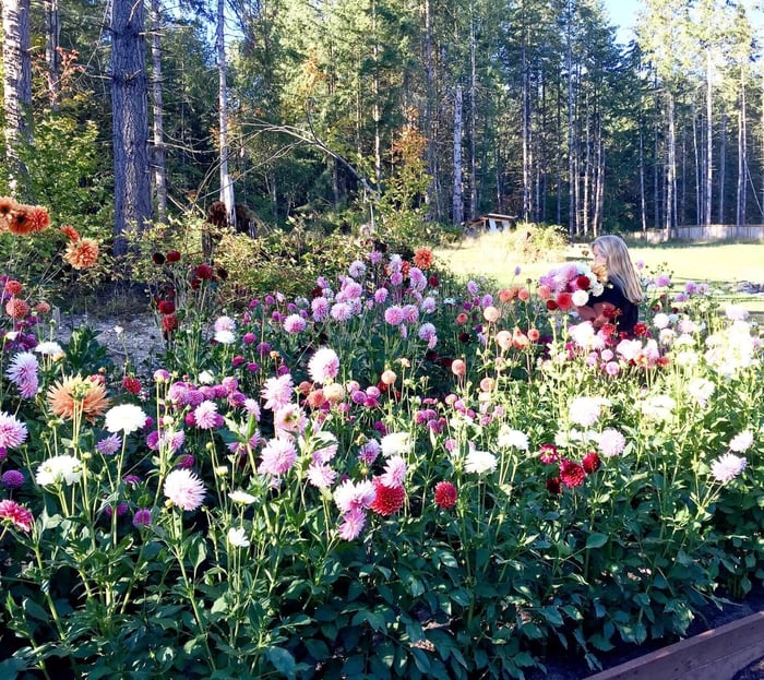 New Dahlia Collections from Flirty Fleurs - Longfield Gardens