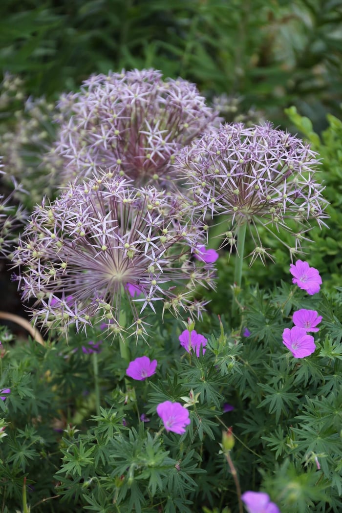 Planning Guide for Alliums - Longfield Gardens