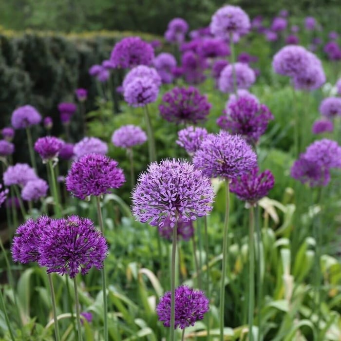 Planning Guide for Alliums - Longfield Gardens