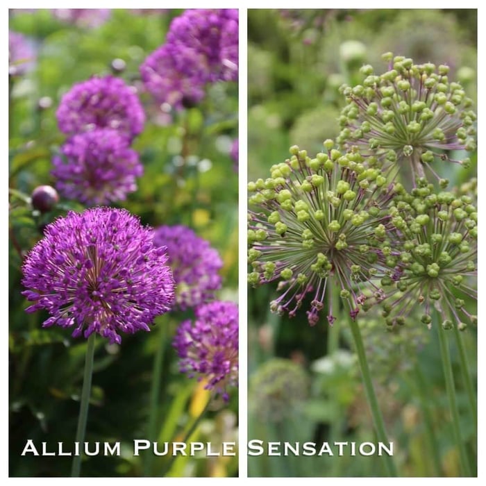 Another Reason to Love Alliums - Longfield-Gardens