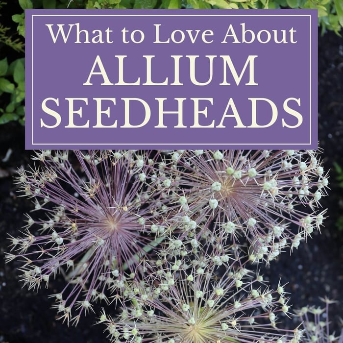 Allium Seed Heads