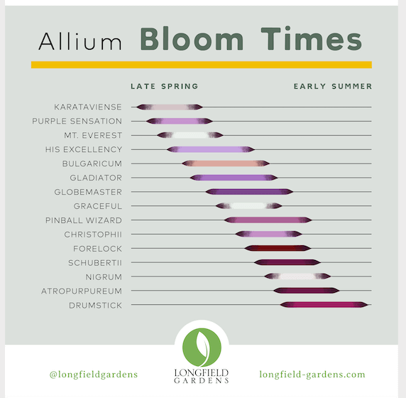 Planning Guide for Alliums - Longfield Gardens