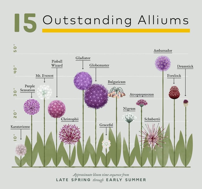 Alliums guide