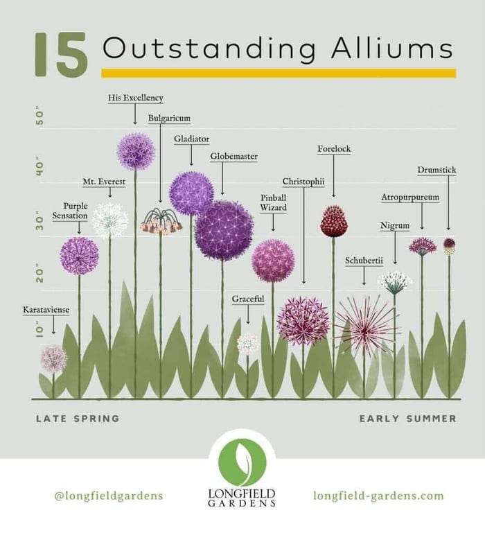 Planning Guide for Alliums - Longfield Gardens