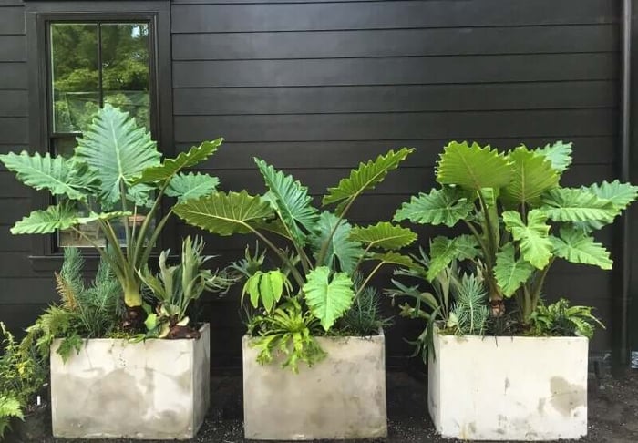 High Impact Container Gardens - Longfield Gardens