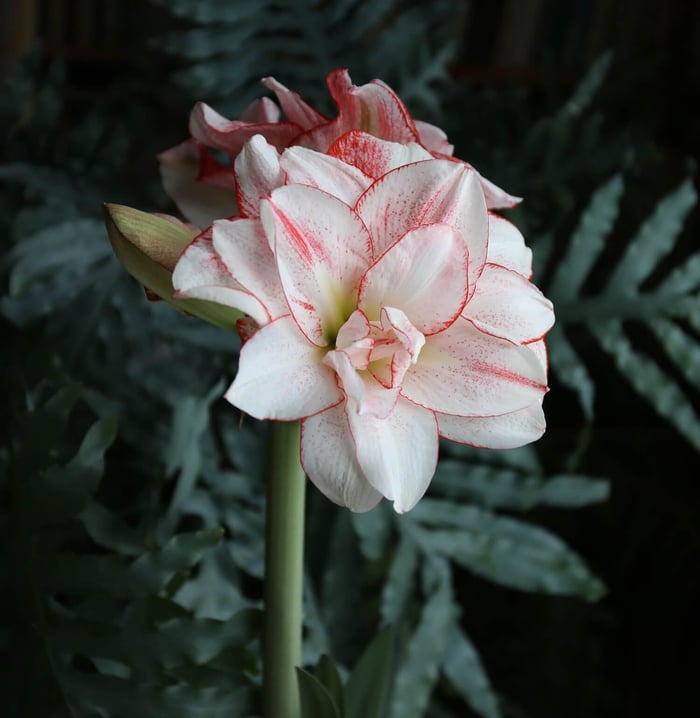New Amaryllis for Mid-Winter Blooms - Longfield Gardens