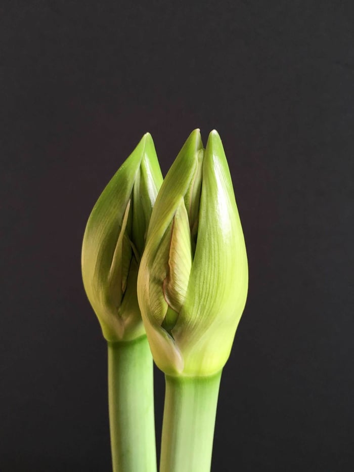 Amaryllis: The Beauty of the Bud - Longfield Gardens