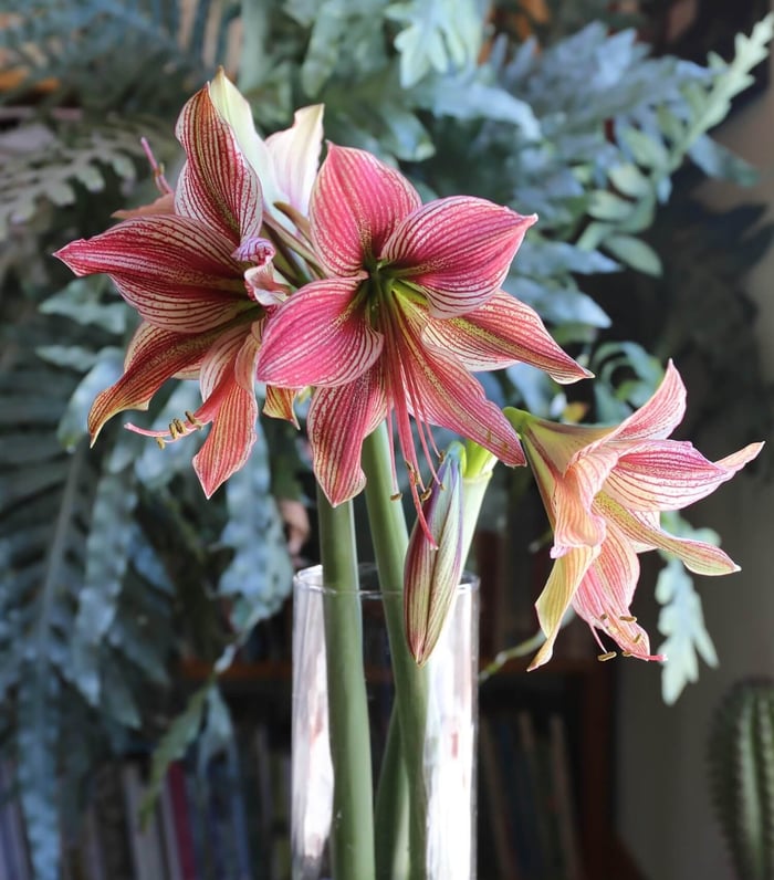 New Amaryllis for Mid-Winter Blooms - Longfield Gardens