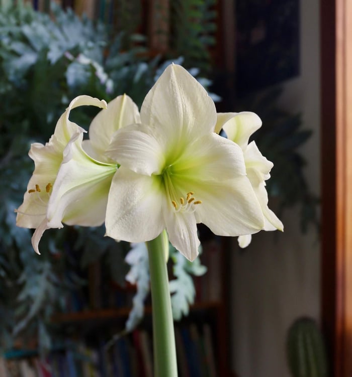 Which Flowers Attract Hummingbirds - Longfield Gardens