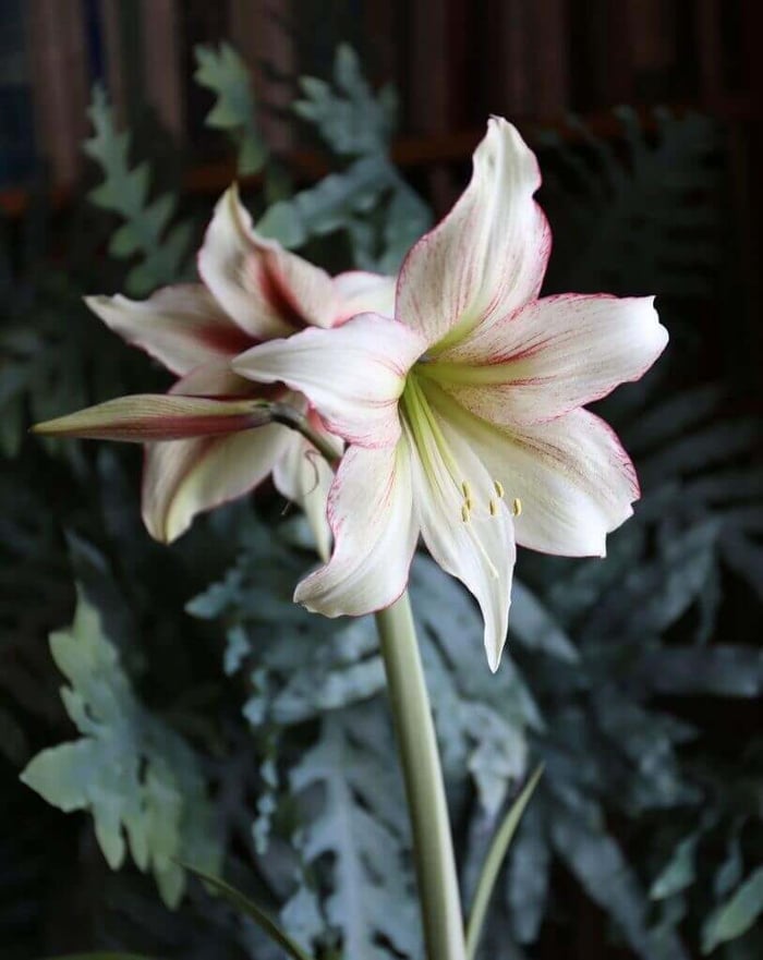 Which Flowers Attract Hummingbirds - Longfield Gardens