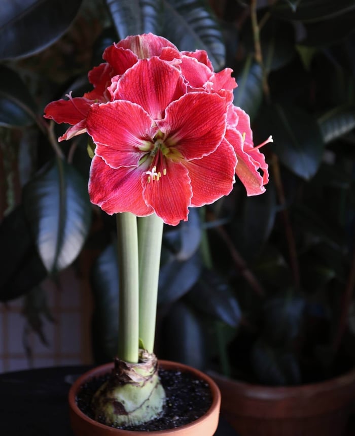 New Amaryllis for Mid-Winter Blooms - Longfield Gardens