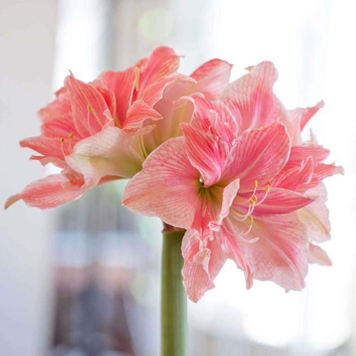 Amaryllis Bulbs: Give a Gift That Grows- Longfield Gardens