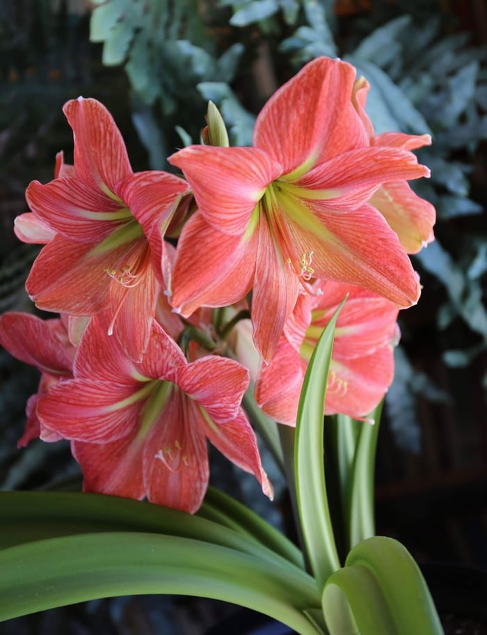 Amaryllis of a Different Color - Longfield Gardens