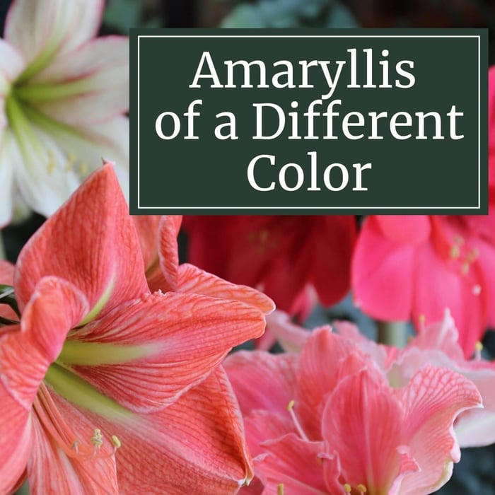 Amaryllis of a Different Color - Longfield Gardens