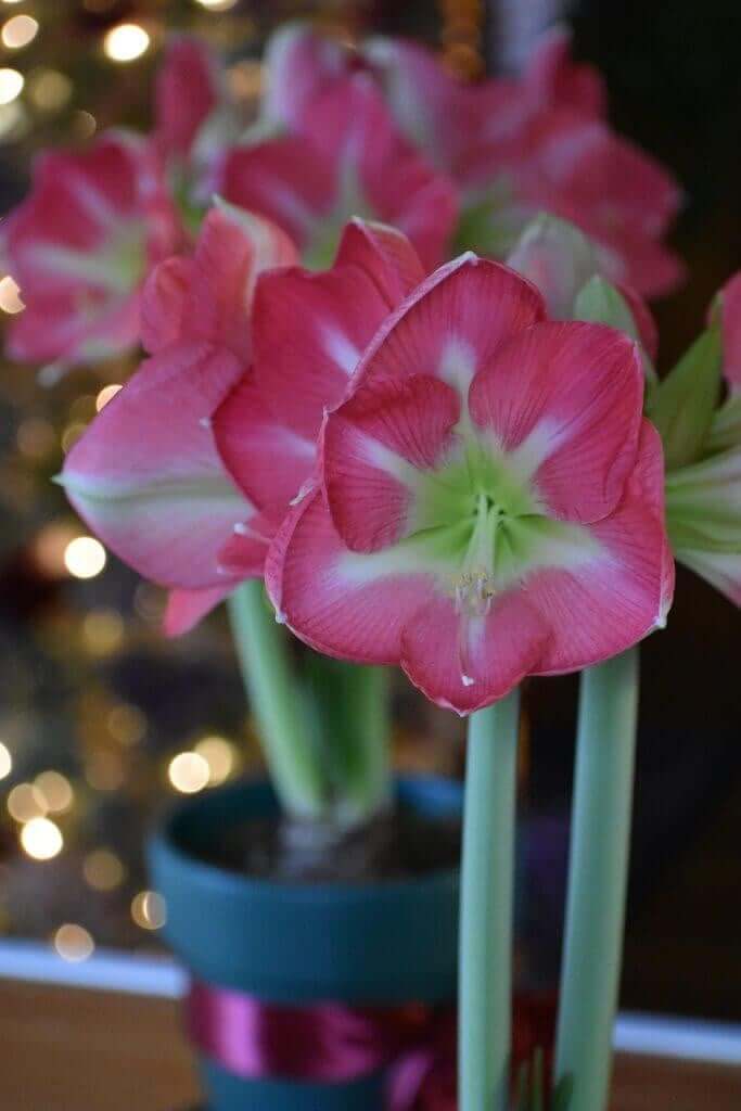 My passion for amaryllis longfield gardens