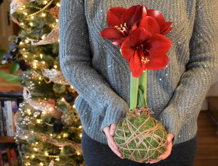 AmaryllisMossBallBlooming