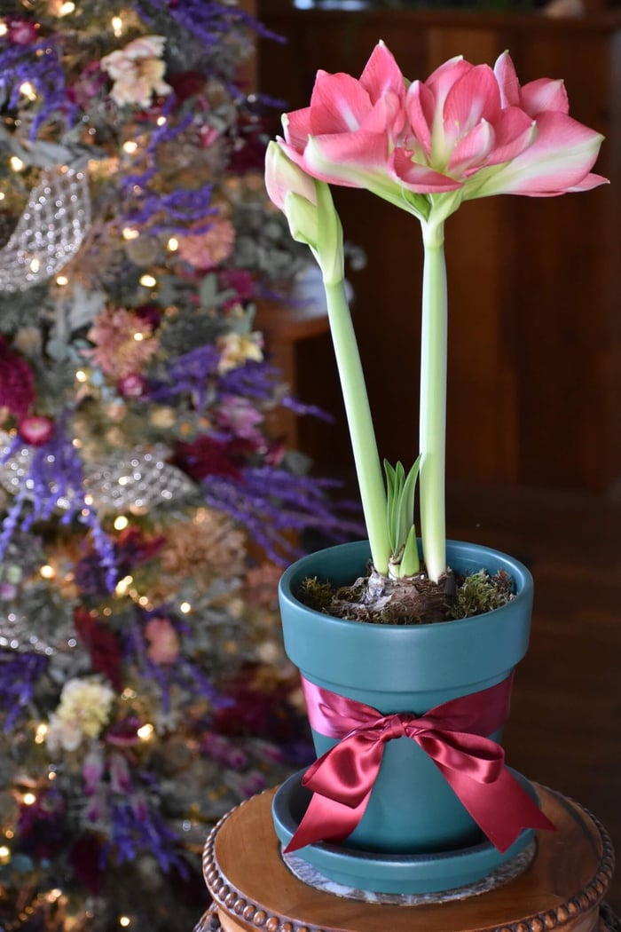 5 Creative Ways to Gift Amaryllis - Longfield Gardens