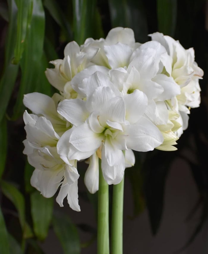 Amaryllis All Winter Long - Longfield Gardens