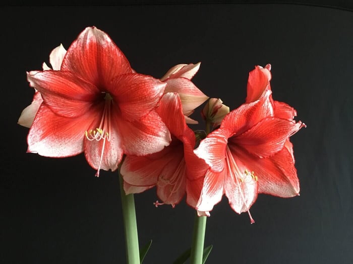 Amaryllis_Charisma_IMG_2777.jpg?v=1765906699