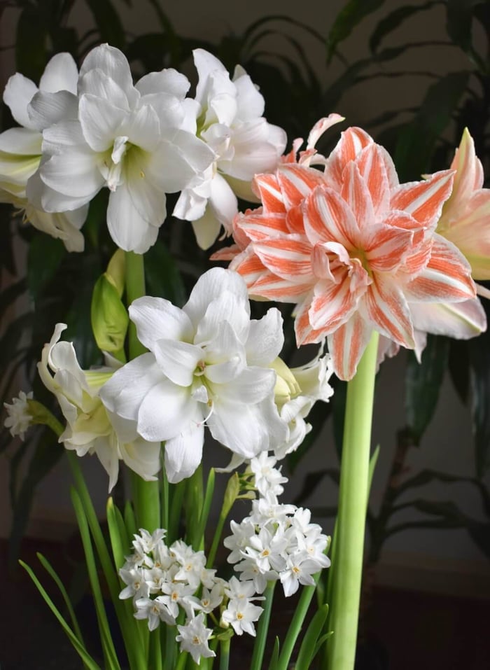 Amaryllis_Dancing_Queen_and_Alaska_Ziva_PaperwhitesDSC_0689.jpg?v=1765891263