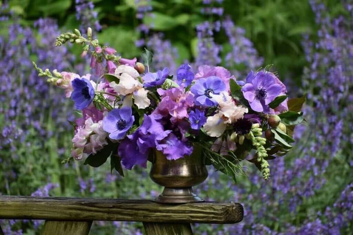 How to plant bearded iris Longfield Gardens