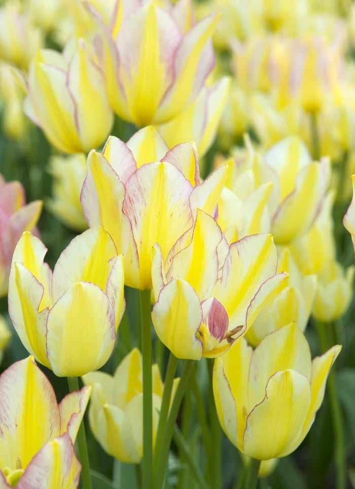 New Tulips for Your Spring Garden - Longfield Gardens