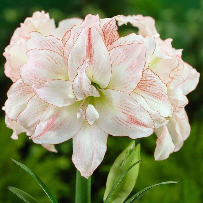 Amaryllis with a Difference - Longfield Gardens