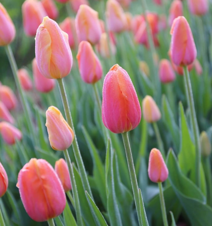 Coral Flowers Your Garden Needs Now - Longfield Gardens