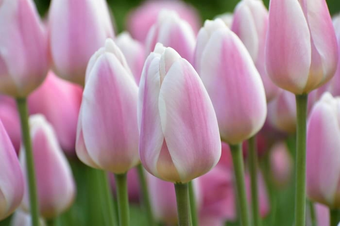 Apricot Delight Tulip