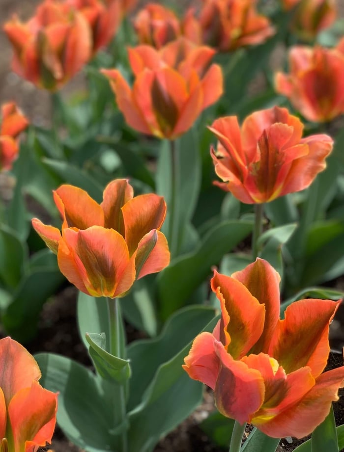 Color-Changing-Tulips - Longfield Gardens