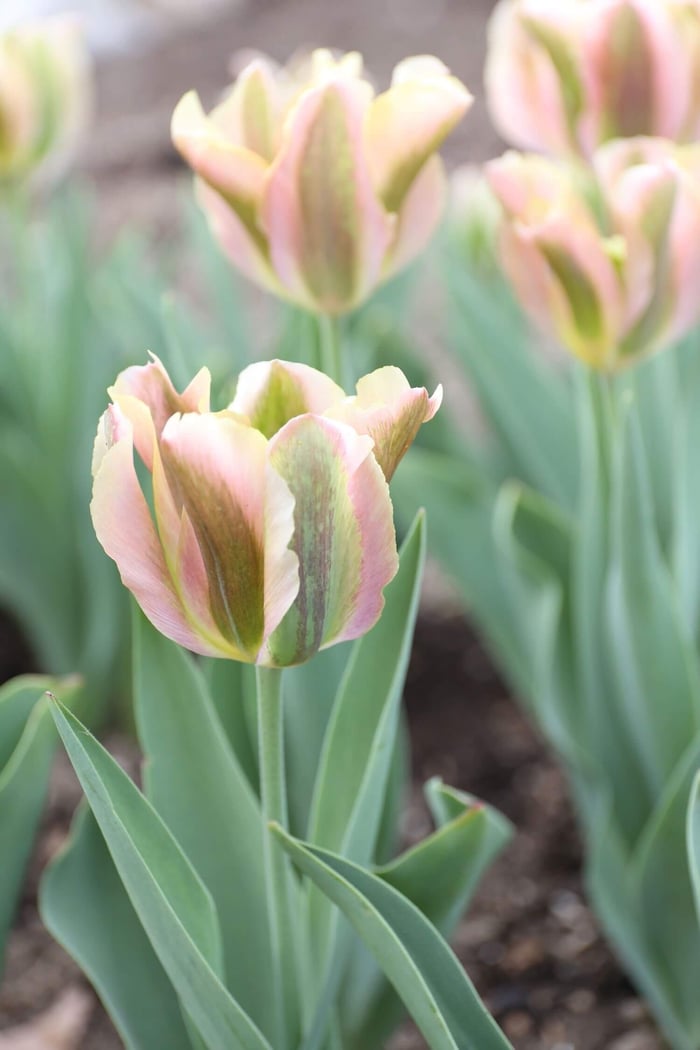 Color-Changing-Tulips - Longfield Gardens