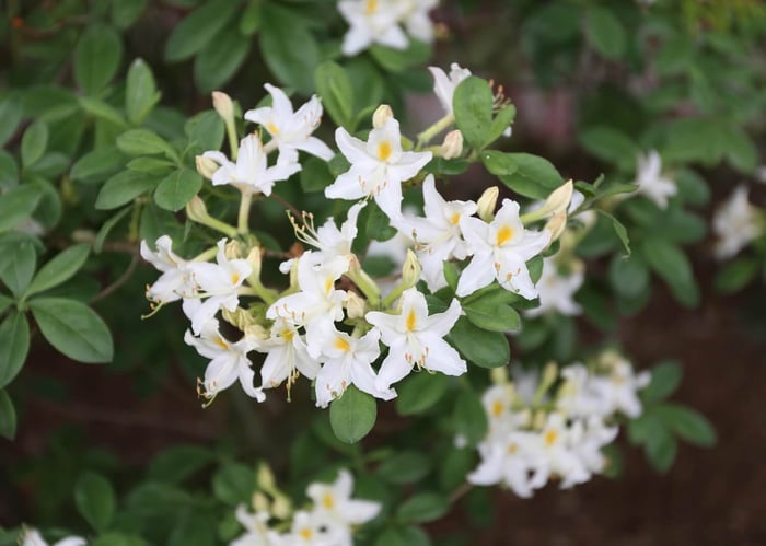 Best Cut Flowers for Shady Gardens - Longfield Gardens