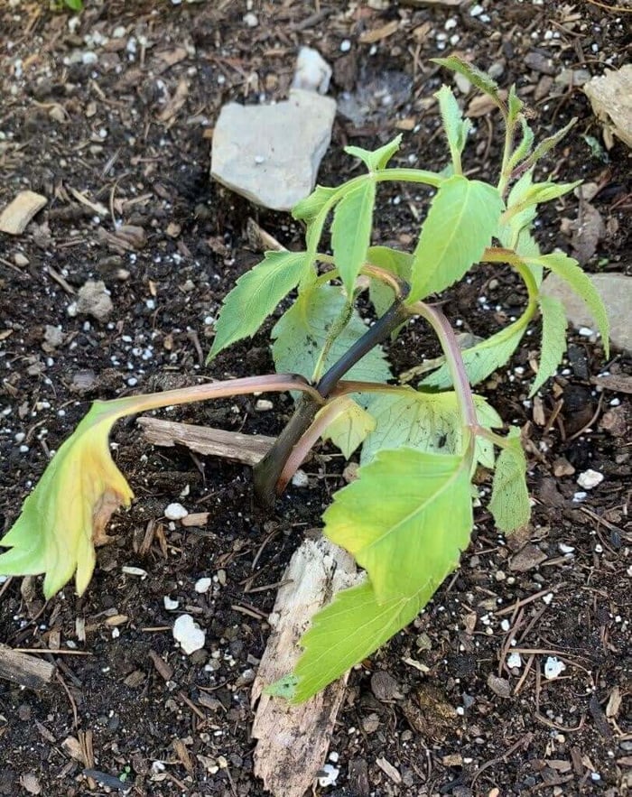 Dahlia Pests and Disease - Longfield Gardens