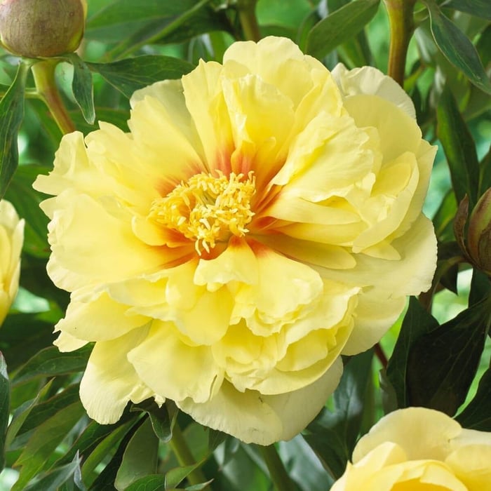 Bartzella-the-Yellow-Peony—Longfield-Gardens