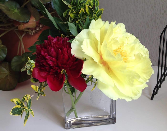 Bartzella-the-Yellow-Peony—Longfield-Gardens