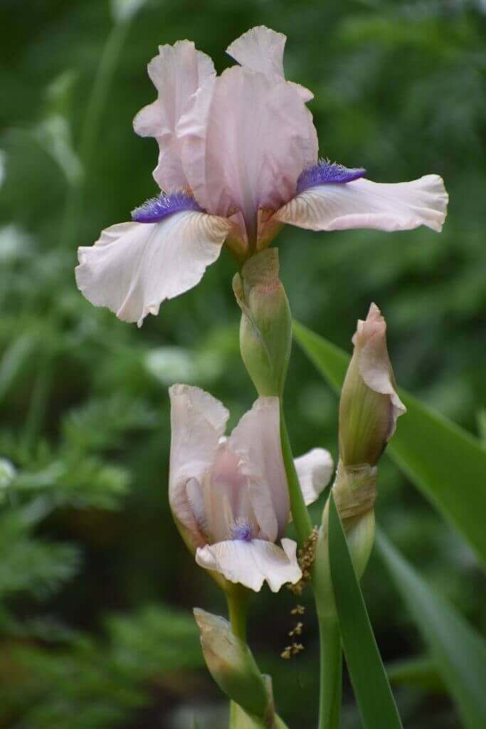 How to plant bearded iris Longfield Gardens