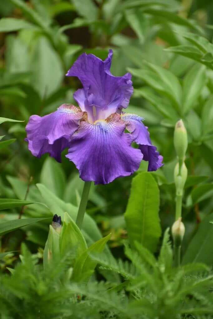 How to plant bearded iris Longfield Gardens