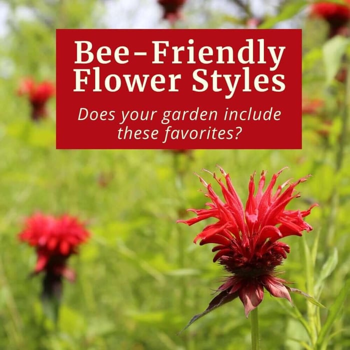 Bee-Friendly Flower Styles - Longfield Gardens