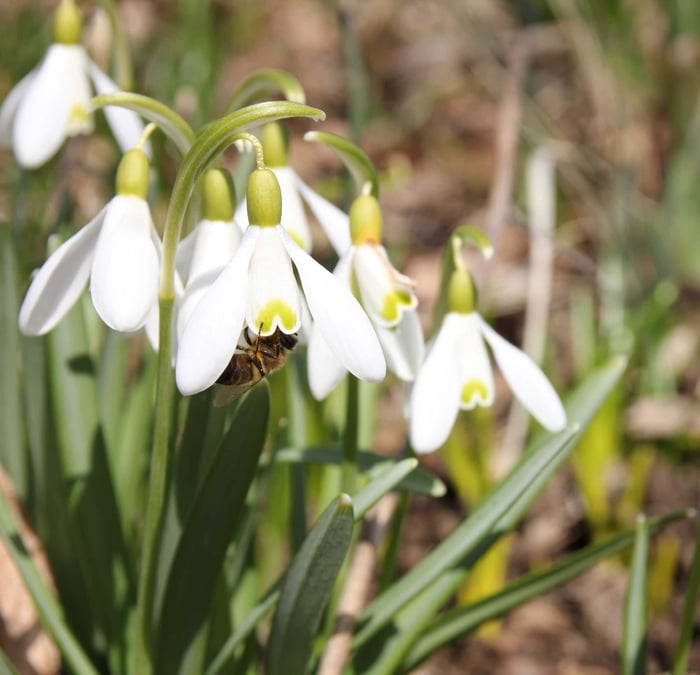 Tips for a More Bee Friendly Flower Garden - Longfield-Gardens
