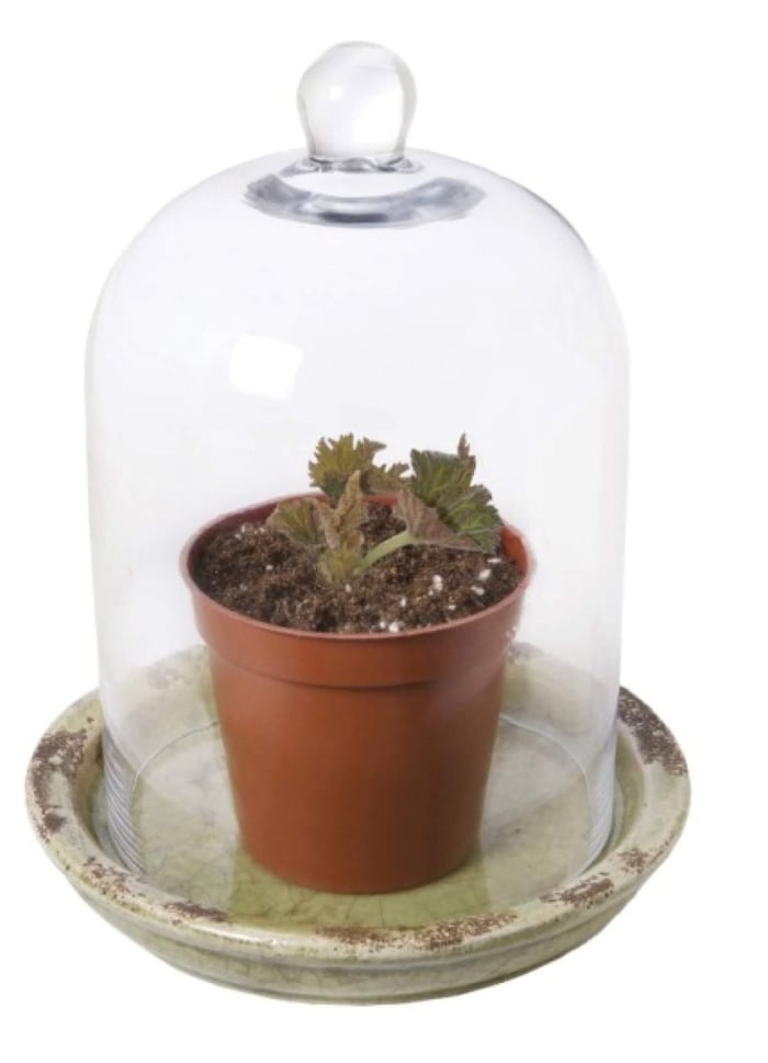 Begonia-in-bell-jar