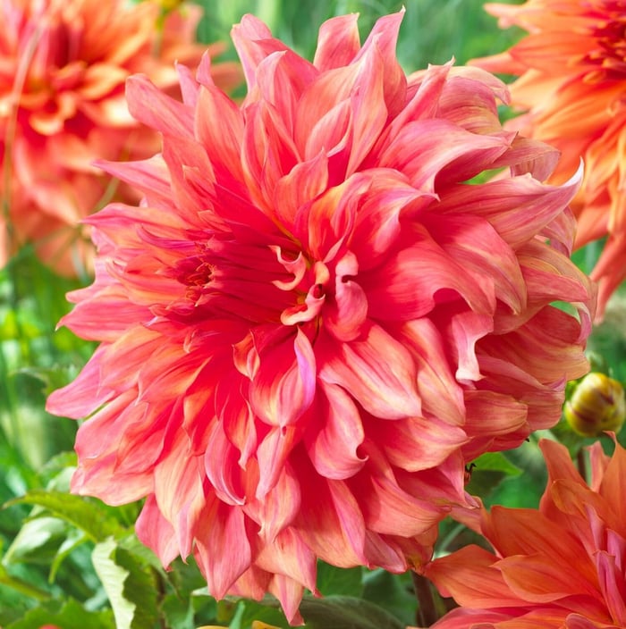 New Dahlias for Your 2019 Flower Garden - Longfield Gardens