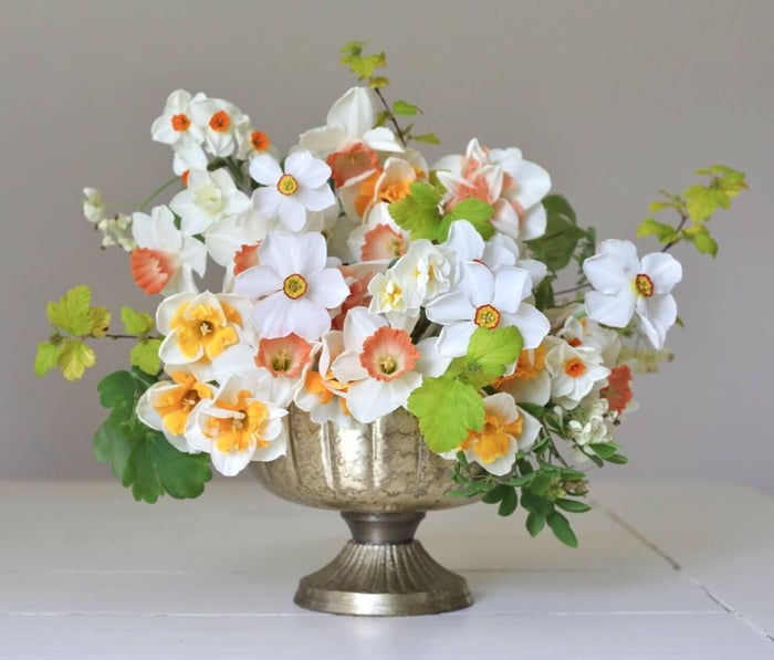 Unusual Daffodils for Spring Bouquets - Longfield Gardens