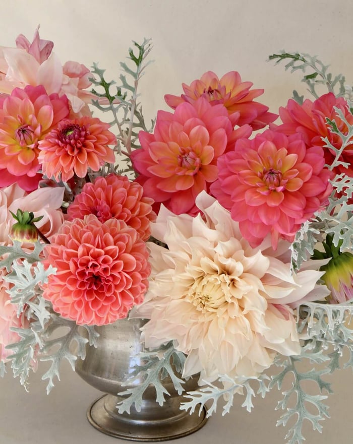 New Dahlias for 2023 - Longfield Gardens