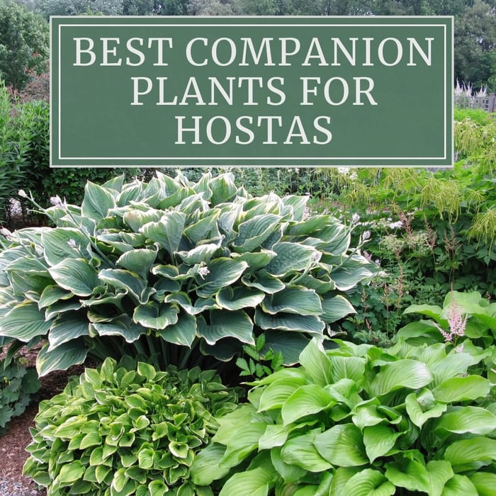 Best Companion Plants for Hostas - Longfield Gardens
