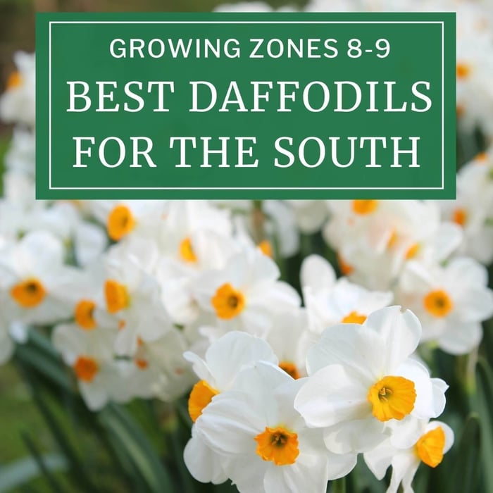 Best Daffodils for the South - Longfield Gardens