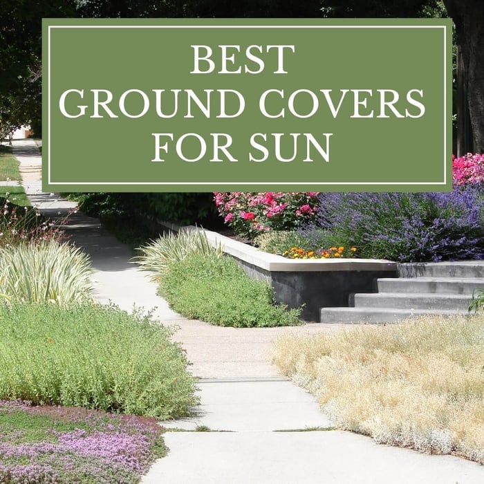 Best Groundcovers for Sun