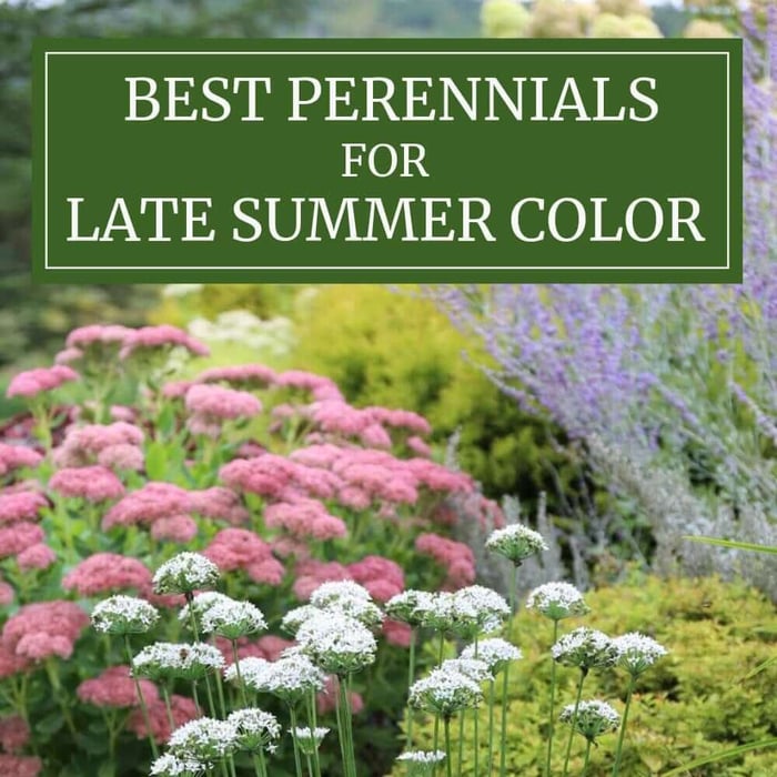 Perennials-for-Late-Summer-Color-Longfield-Gardens