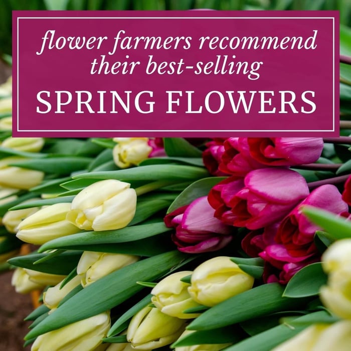 Flower Farmers Recommend Their Best-Selling Spring Flowers - Longfield Gardens